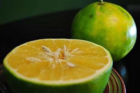 Sweet Cocktail Grapefruit Mandelo Seeds, 10 Seeds , Easy Grow Healthy Very Sweet Fruits