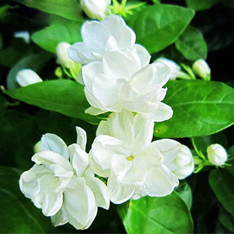 10 Jasminum Sambac Jasmine Seeds, Arabian Jasmine, Mogra, Sampaguita, Attract Pollinators, Striking Showy Perennial Fragrant Flowering Shrub Bush Tree