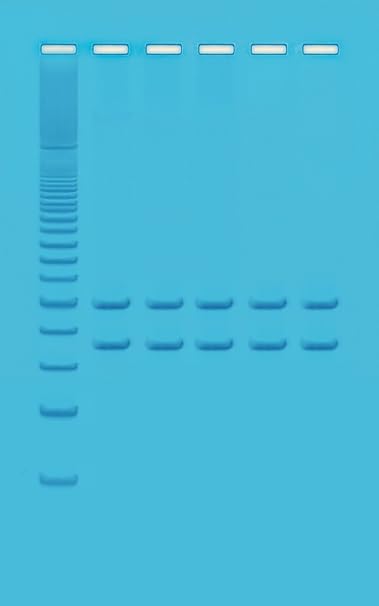 Edvotek 332 Exploring Human Origin by PCR Amplification of Mitochondrial DNA
