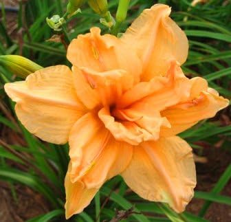 Double Dream Daylily Root,Spectacular Flowering Perennial Plant, Flower