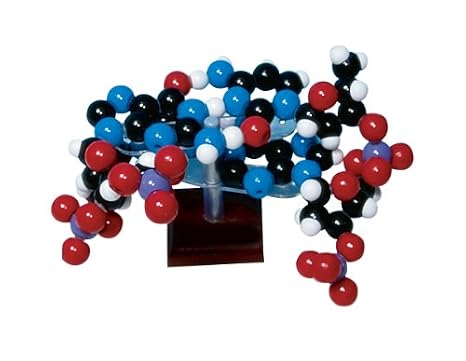 Molymod W19754 128 Piece Two Layer DNA Molecular Model Kit