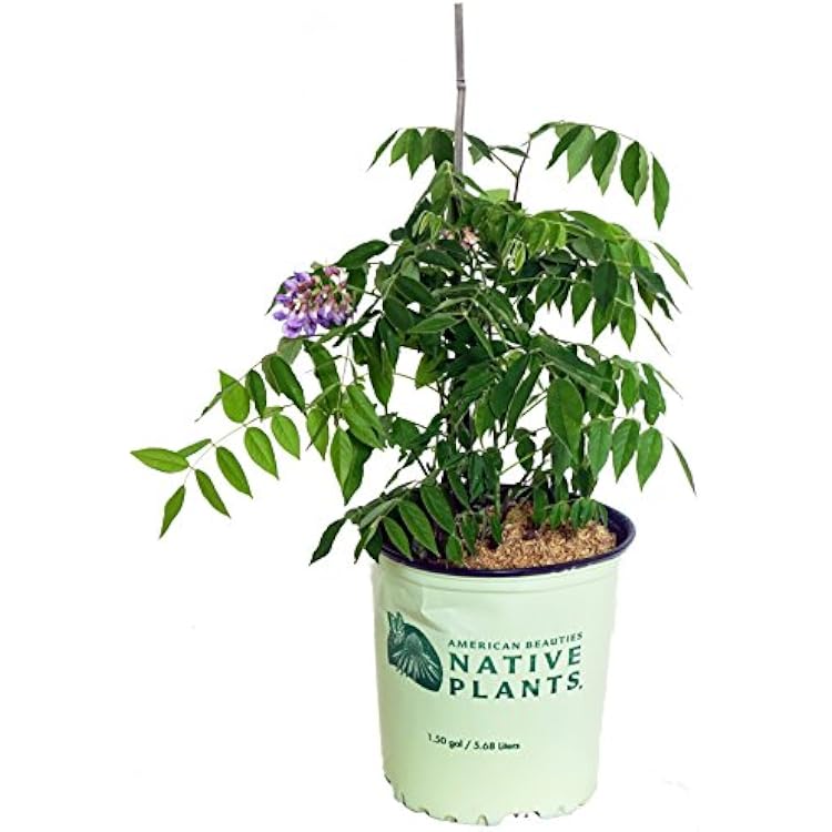 American Beauties Native Plants - Wisteria frut. Amethyst Falls American Wisteria Vine, deep blue-purple flowers, #2 - Size Container