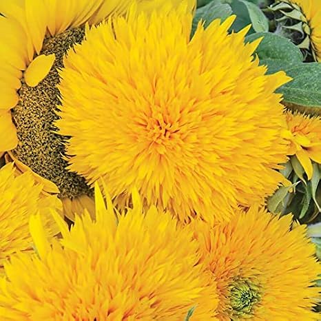 Park Seed Giant Teddy Bear Sunflower Seeds 8-Inch Fluffy Double Blooms, Easy to Grow Spring Variety, Great for Cutting and Pollinator Gardens, Pack of 50