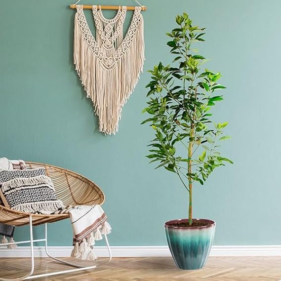 Brighter Blooms Cold Hardy Avocado Tree, 2-3 ft.