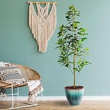 Brighter Blooms - Cold Hardy Avocado Tree, 2-3 ft. - No Shipping to AK, AZ, HI, OR