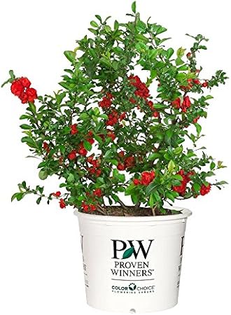Proven Winners - Chaenomeles Double Take Scarlet (Quince) Shrub, scarlet/ thornless, #2 - Size Container