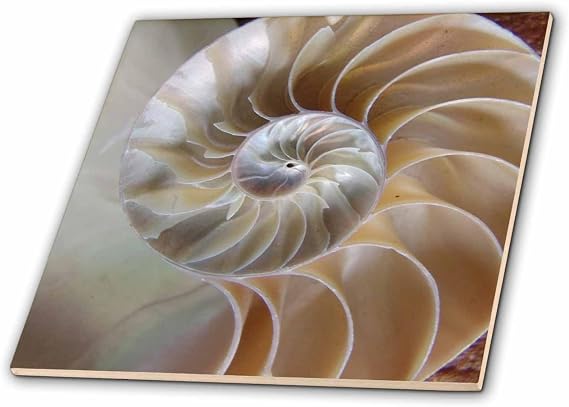 4 Inch Ceramic Tile - Nautilus Shell Decorative