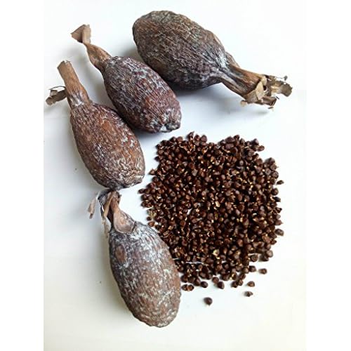 Ghana Alligator Pepper mbongo spice hepper Pepper 10