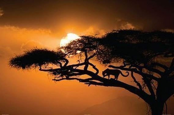 African Sky Poster 36 x 24in