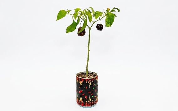 Chocolate Trinidad 7 Pot Douglah Grow Kit by Magic Plant - 1 Kit, 1M-1.5M SHU, All-Inclusive Growing Kit for Indoor Plant & Outdoor Plant Garden, Grow Your Own Peppers
