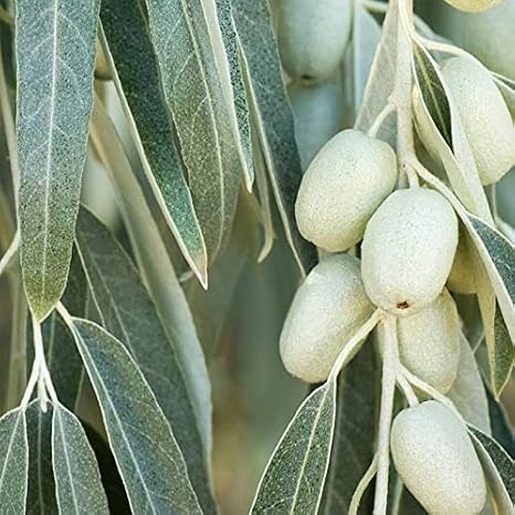 Elaeagnus angustifolia (Russian Olive) Tree Seed by MySeeds.Co, You Choose The Quantity (1/2 oz (155 Seed))