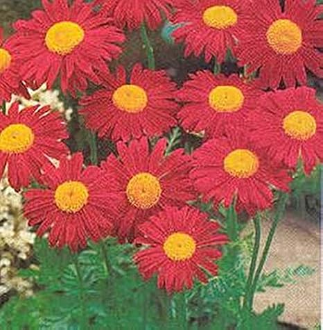 Tanacetum (Pyrethrum Types) Coccineum James Kelway Seed