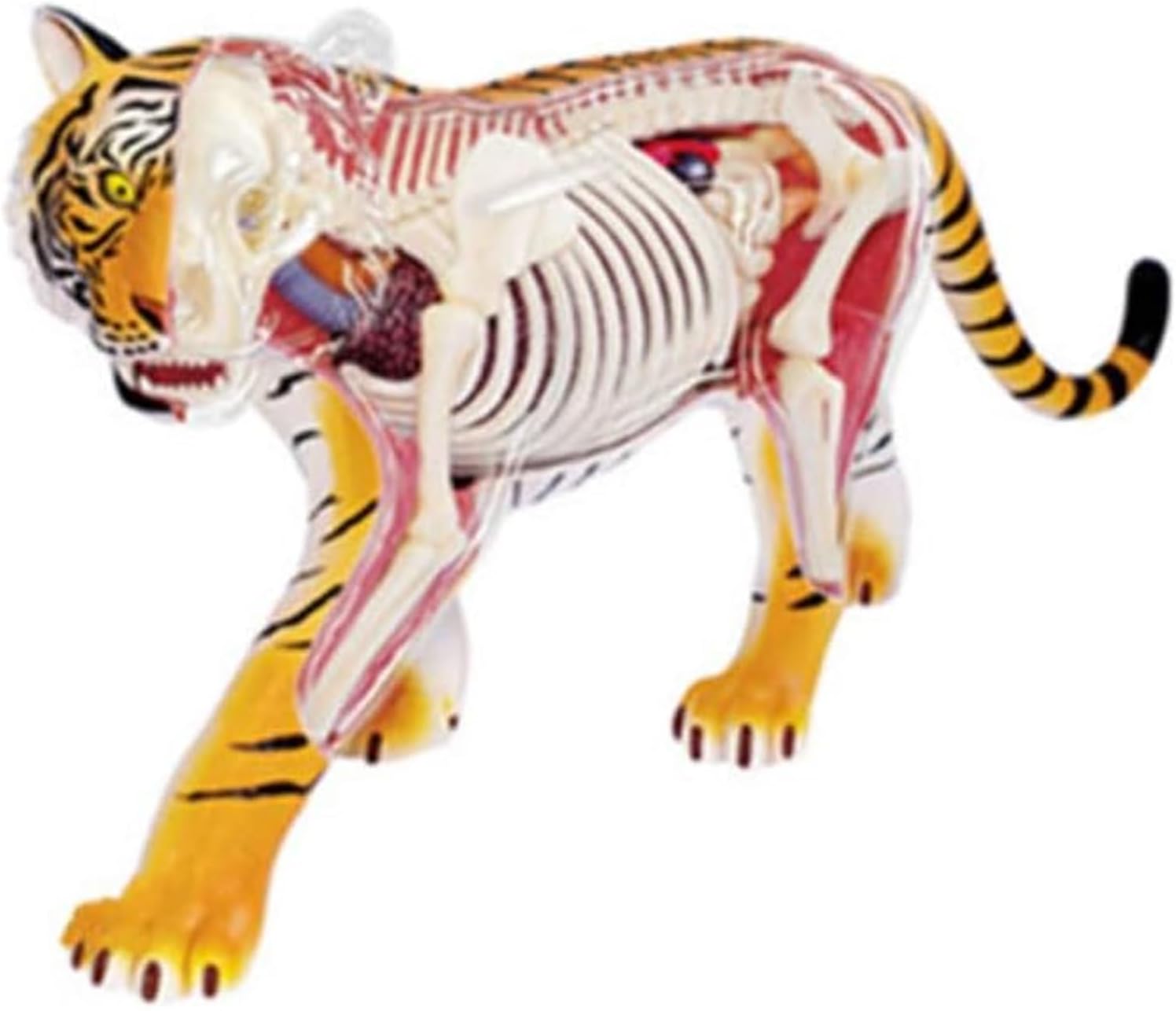 models Tiger Animal Anatomy Model Biological Model Animal Organ Anatomy Science Teaching Forest Animal Model Organs Model body