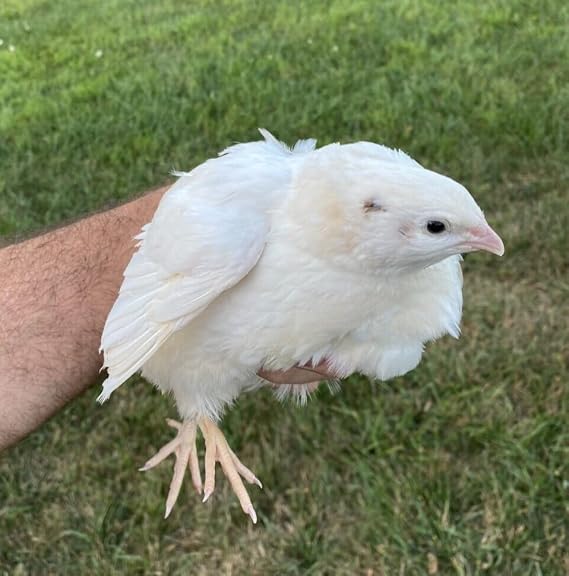 12 JUMBO WHITE Quail Hatching Eggs By Fox Peak Outdoor Supply LLC.
