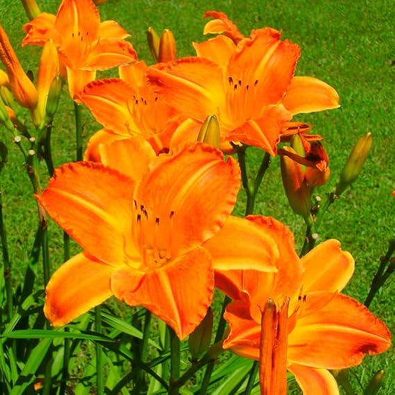 10 Orange Daylily Roots, Perennial Lily Flower Bulbs