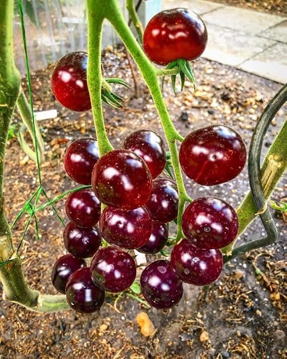 Tomato Antho Violet/Red - 10 Seeds - Super Delicious & Sweet - Very Healthy