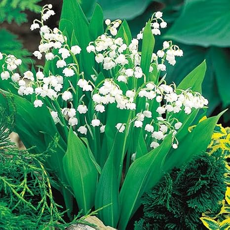 10 Lily of The Valley Wildflower Bulbs