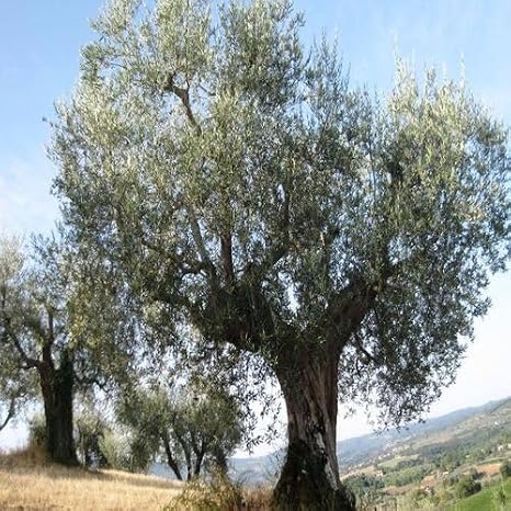 20Pcs Green Olive Tree Seeds