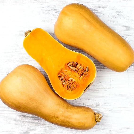Butternut Squash Seeds – Zucca Butternut Rugosa – Heritage Italian Variety – Sweet Orange Flesh – High Yield – Easy to Grow
