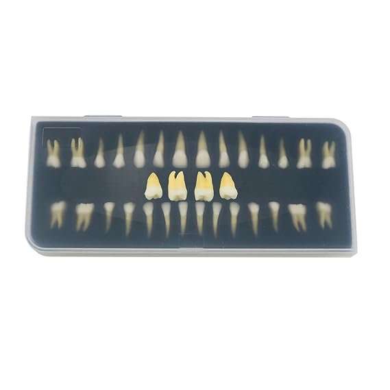 32 Pcs Dental 1:1 Adult Teeth Model Typodont Permanent Upper And Lower For Studying Teaching
