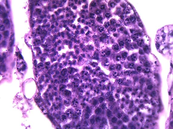 Grasshopper Testis, Wholemount - Prepared Microscope Slide - 75 x 25mm - Biology & Microscopy - Eisco Labs