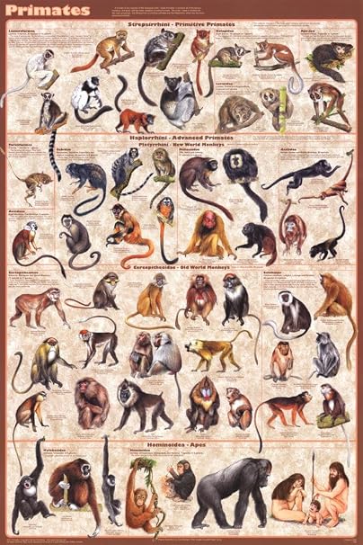 Primates Educational Poster 24 x 36in