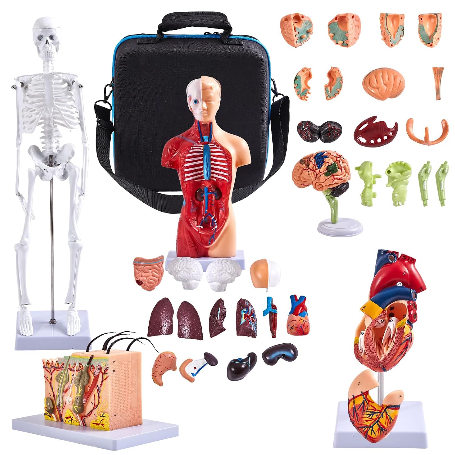 Human Anatomy Model Set | Torso, Heart, Skeleton, Skin, Brain |  with Portable Carrying Case | Ideal Educational Gift for Students & Teachers