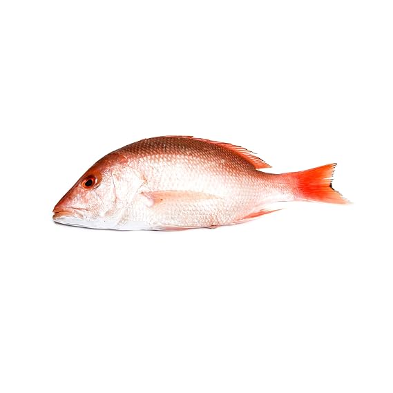 Snapper Whole Lane
