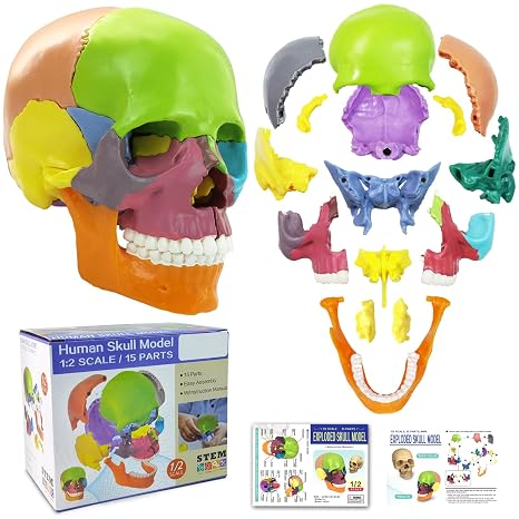 New Anatomy Skull Model 15 Parts Human Color Exploded Skull Detachable | Palm-Sized Mini Human Color Medical Skull Model,Medical Dental Clinic Teaching Equipment,Learning with Color Study Manual