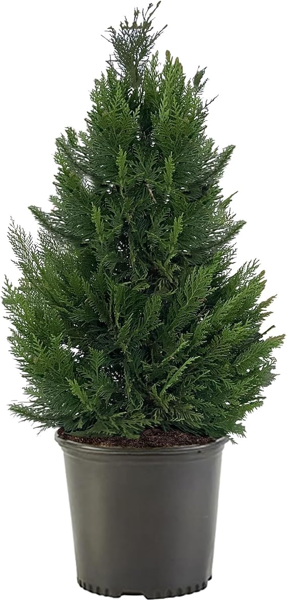 Cypress 7 Gal. Leyland Cypress Shrub