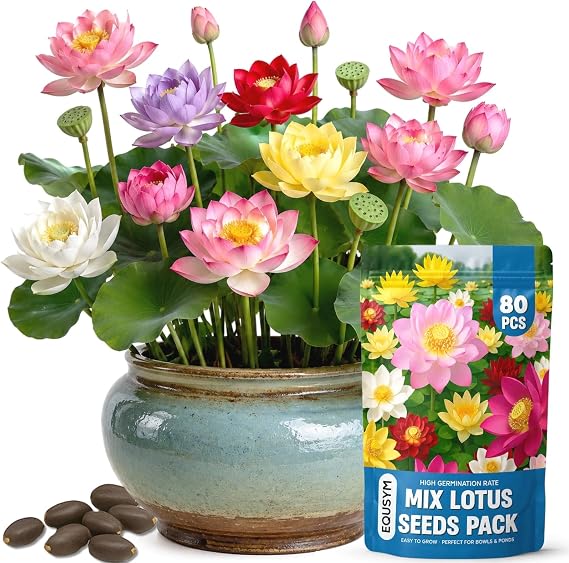 80Pcs Lotus Seeds for Planting Bonsai Bowl Lotus Flower Seeds, Mixed Non-GMO Easy Grow Loto de Cuenco Semillas for Pond, Fish Tank & Home Garden