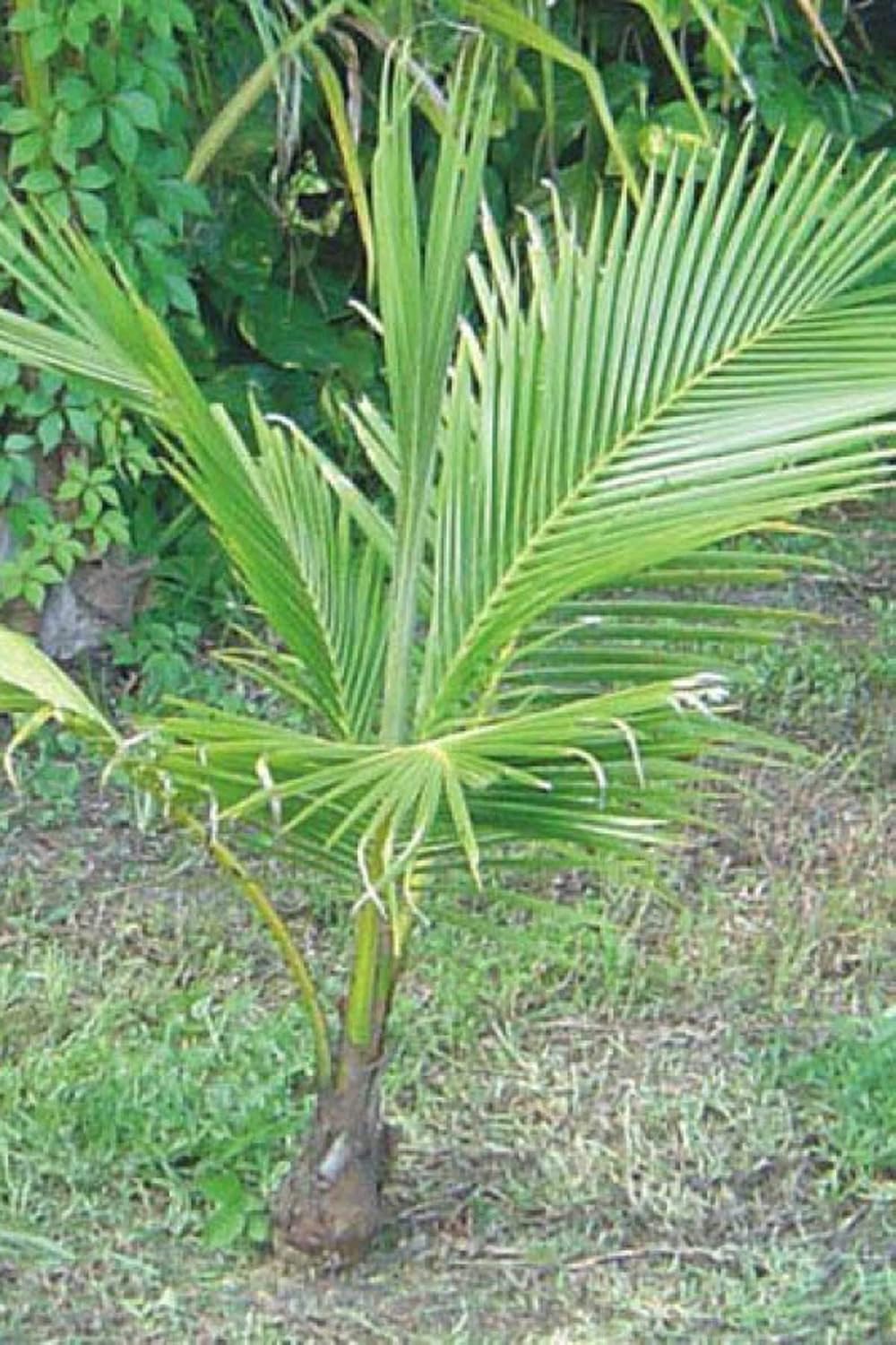 Coconut Tree, Green, Hawaiian Dwarf Malayan Excludes Ca, Size: 48-inch