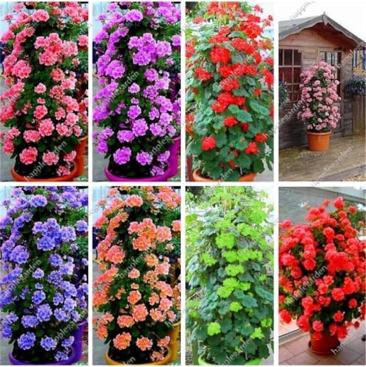 My Seed World 8 8 Colors Ivy Geranium Seeds