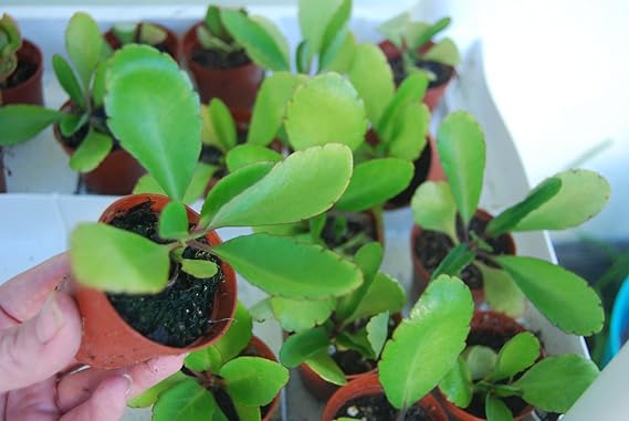Bryophyllum Pinnatum Kalanchoe Pinnata Miracle Leaf Life Love Plant