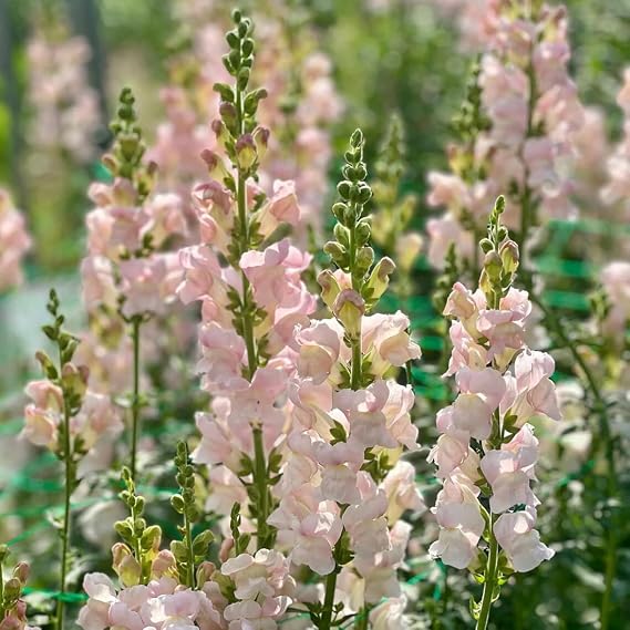 300+ Costa Silver Snapdragon Seeds Appleblossom Flowers Garden Planting