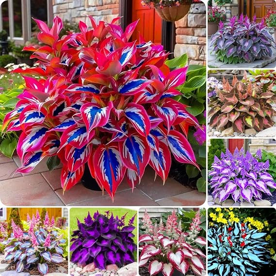 Hosta Seeds, 150 Pieces Perennial Ornamental Leaf Plant for Home Gardens, Outdoor Decoration