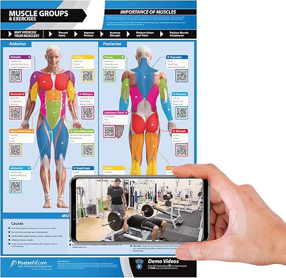 Muscle Groups & Workout Posters - Gym Wall Chart, Laminated, 24" X 16.5"