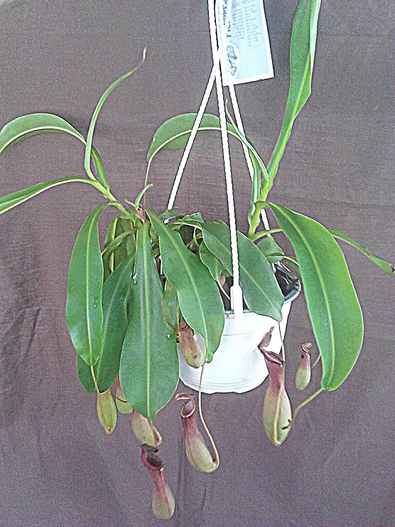 Nepenthes Alata, Carnivorous Pitcher Plant in 5" Pot with Hanger