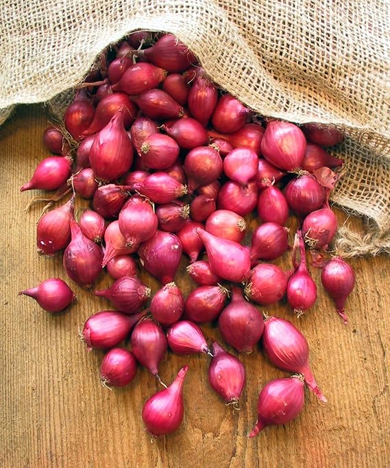 Red Onion Seeds for Planting, Onion Sets of 70 Bulbs, Heirloom Bulbs Easy to Plant