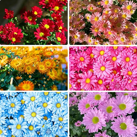 Colorful Pyrethrum Seeds for Planting, 1998+pcs Perennial Tanacetum Chrysanthemum Flower Seeds, Heirloom Non-GMO Rare Hummingbirds Open Pollinated Flowers in Home Garden Outdoors