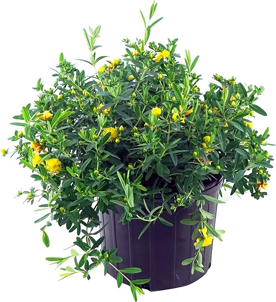 Hypericum frondosum 'Sunburst' (St. Johns Wort) Shrub, yellow flowers, #3 - Size Container