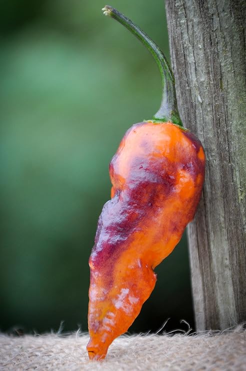 Black Panther Hot Pepper Premium Seeds for Planting Packet + More