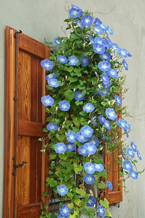 Heavenly Blue Morning Glory